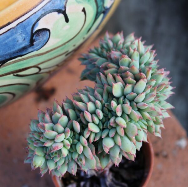 Echeveria Ramillette 'Crestata'