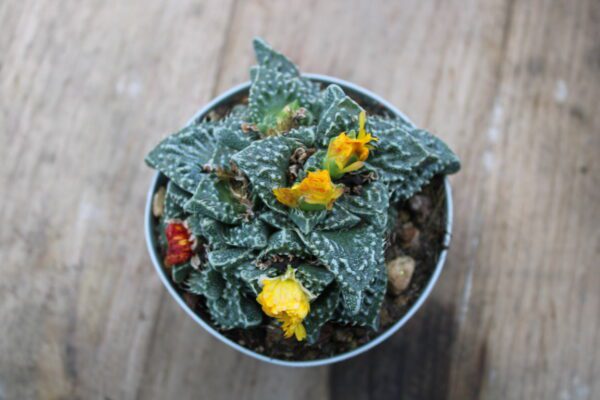 Faucaria tuberculosa - immagine 2