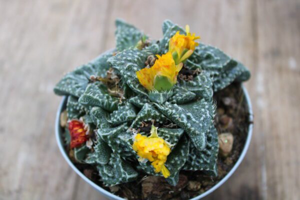 Faucaria tuberculosa
