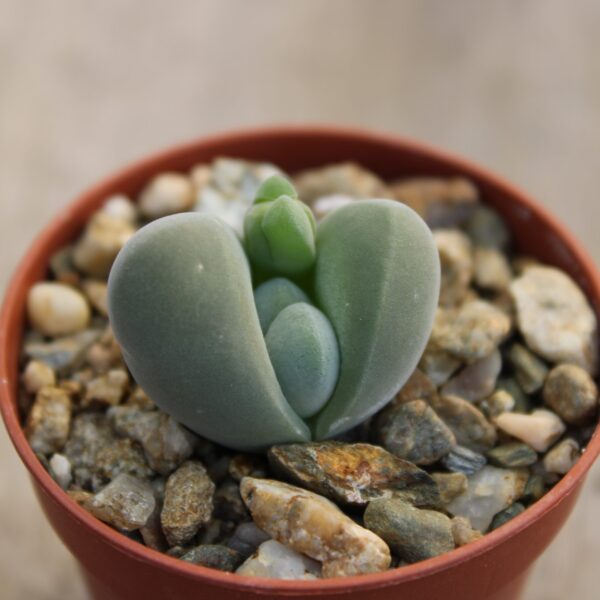 Gibbaeum dispar