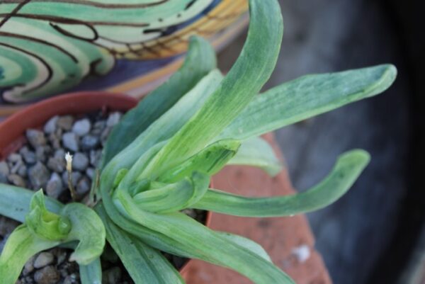 Glottiphyllum linguiforme 'Variegata'