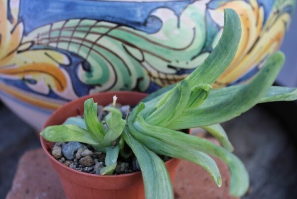 Glottiphyllum linguiforme 'Variegata' - immagine 2