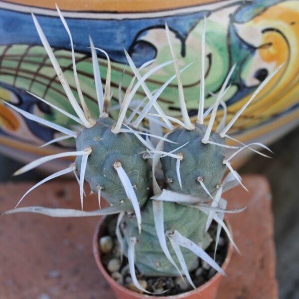 Tephrocactus articulatus