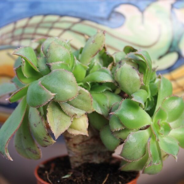 Aeonium sp. 'Crestato'