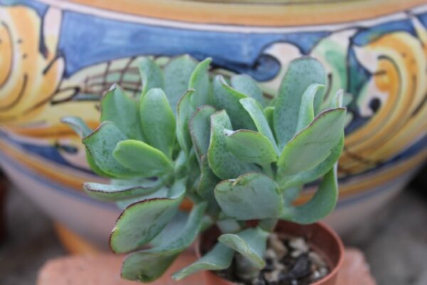 Crassula arborescens subsp. undulatifolia - immagine 2