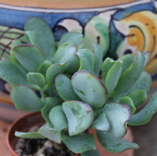 Crassula arborescens subsp. undulatifolia