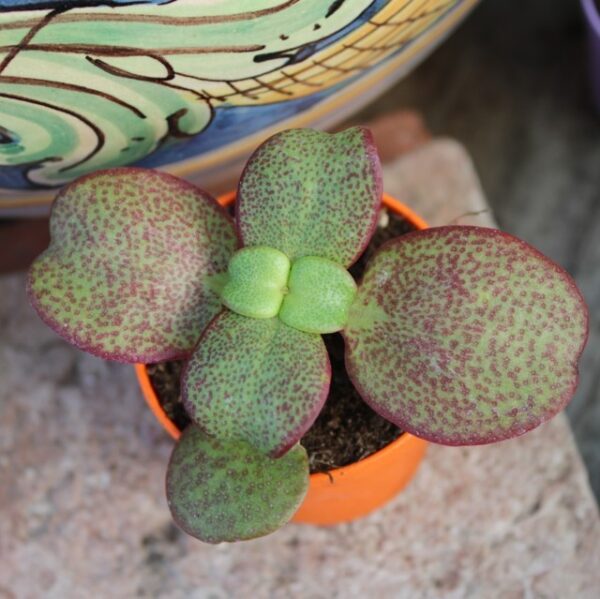 Crassula multicava
