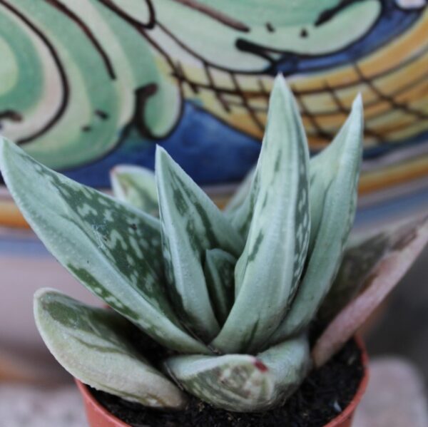 Gasteria 'Green Ice'