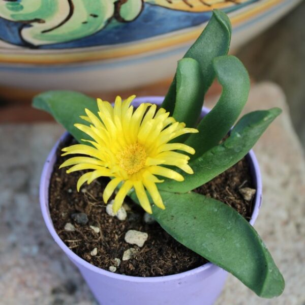 Glottiphyllum linguiforme