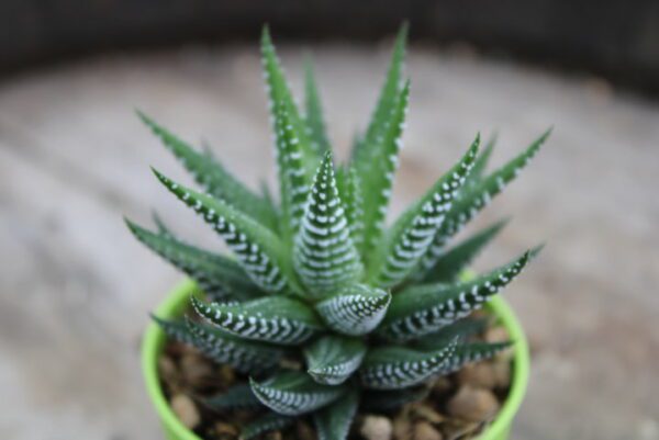 Haworthia fasciata