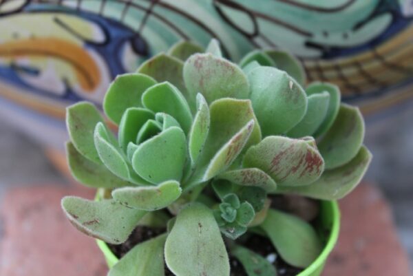 Aeonium goochiae 'Ballerina'