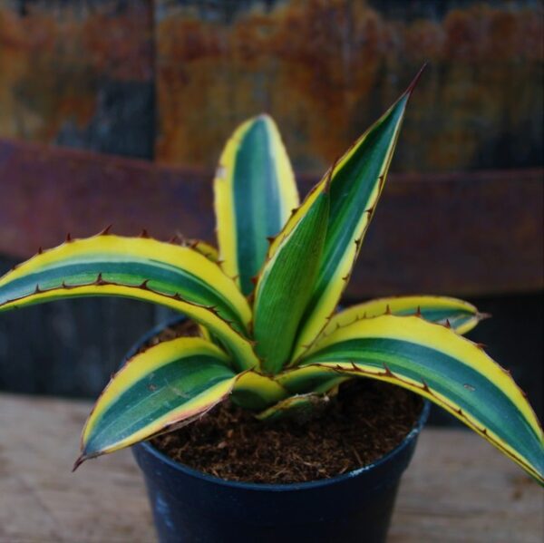 Agave lophantha 'Quadricolor'