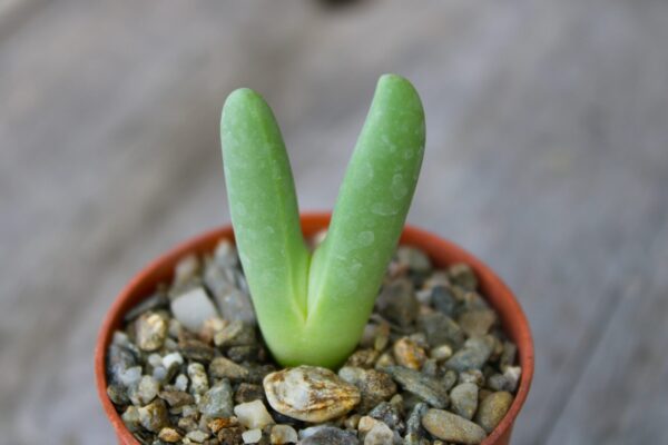 Antegibbaeum fissoides