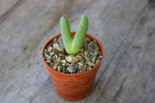 Antegibbaeum fissoides - immagine 2