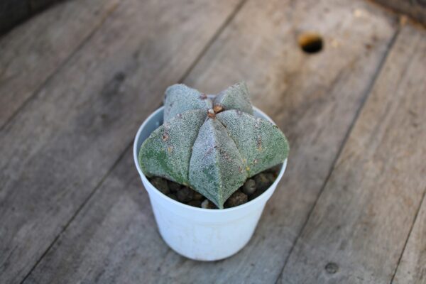 Astrophytum myriostigma