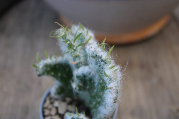 Austrocylindropuntia vestita 'Crestata' - immagine 2