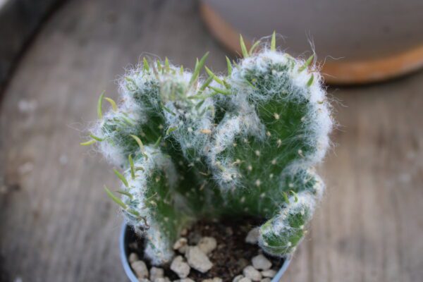 Austrocylindropuntia vestita 'Crestata'