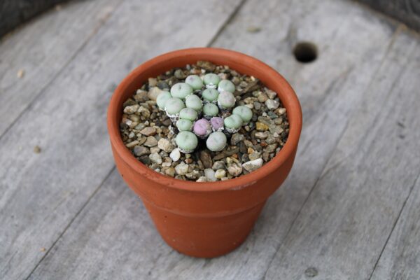Conophytum sp.