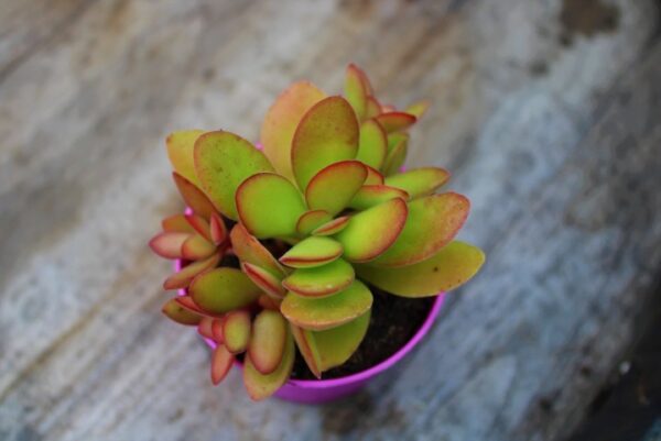 Crassula 'Money Maker'