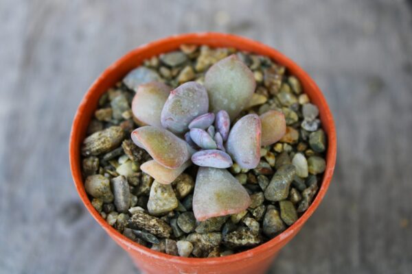 Echeveria 'Cubic Frost'