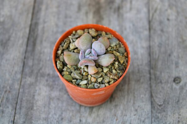 Echeveria 'Cubic Frost' - immagine 2