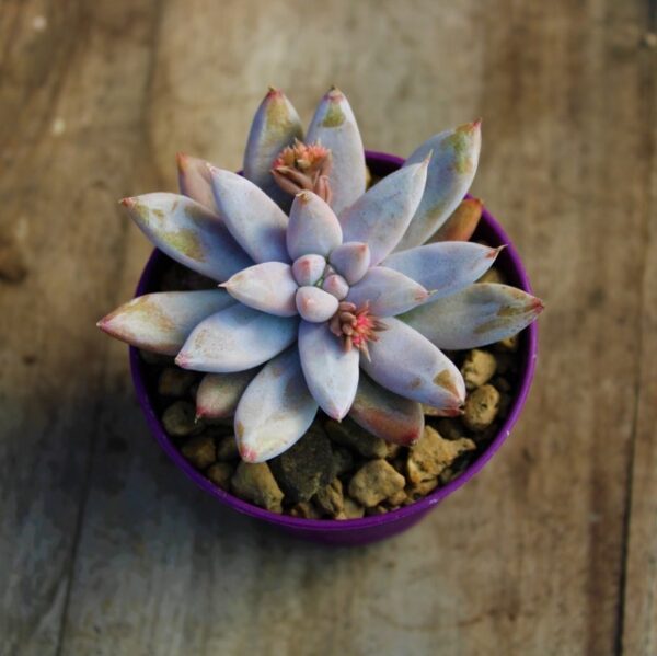 Echeveria tolimanensis