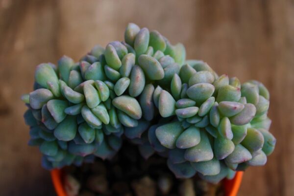 Echeveria 'Cubic Frost' crestata - immagine 2