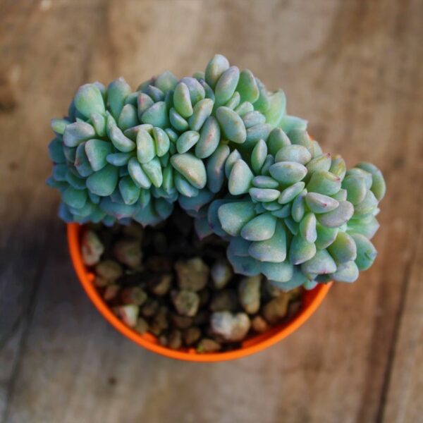 Echeveria 'Cubic Frost' crestata