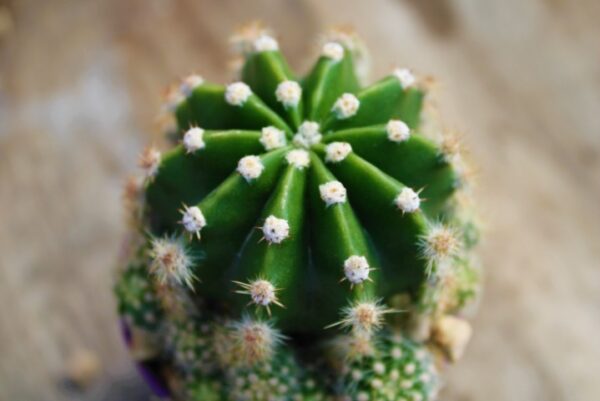 Echinopsis eyriesii - immagine 2