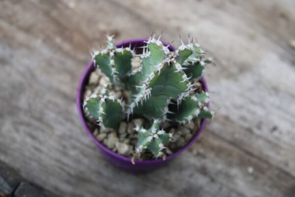 Euphorbia polyacantha