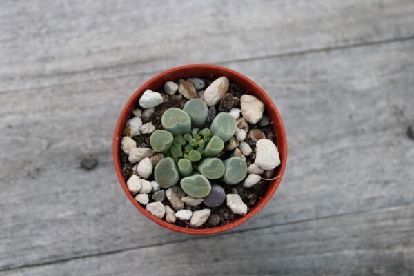Frithia pulchra