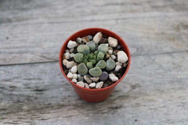 Frithia pulchra - immagine 2