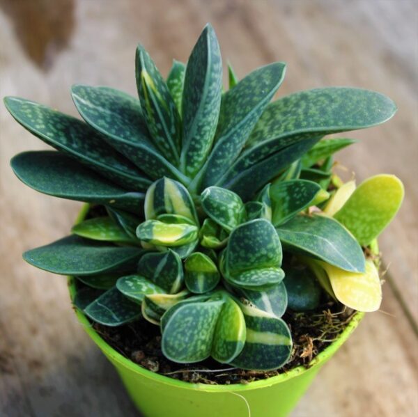 Gasteria verrucosa 'Variegata'