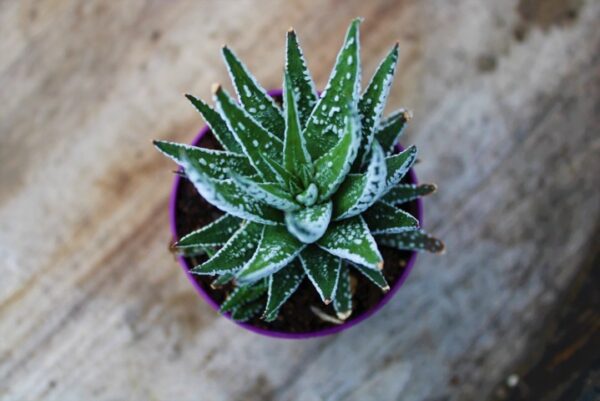 Haworthia fasciata 'Alba' - immagine 2