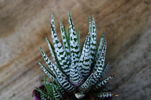 Haworthia fasciata 'Alba'