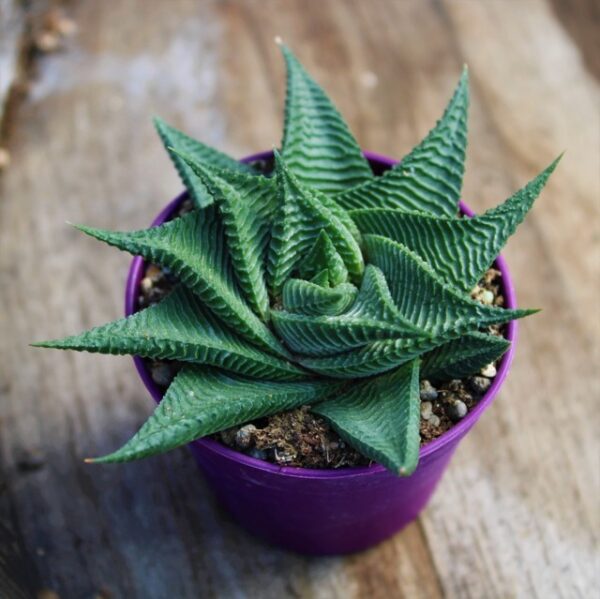 Haworthia limifolia 'Spiralis'