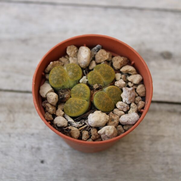 Lithops lesliei C36A