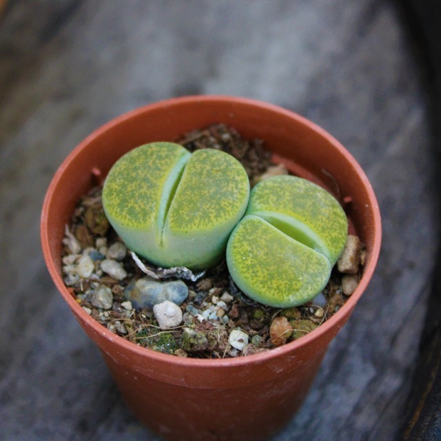 come coltivare i lithops