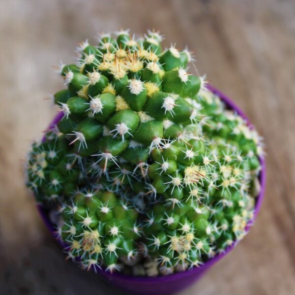 Mammillaria eichlamii