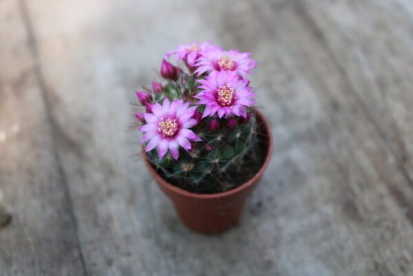 Mammillaria ernestii
