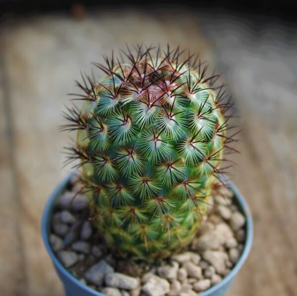 Mammillaria microhelia