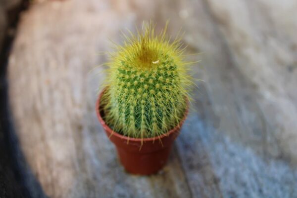 Notocactus leninghausii