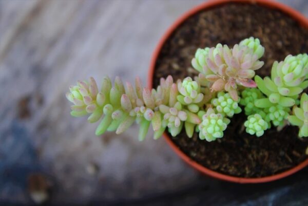 Sedum diffusum - immagine 2