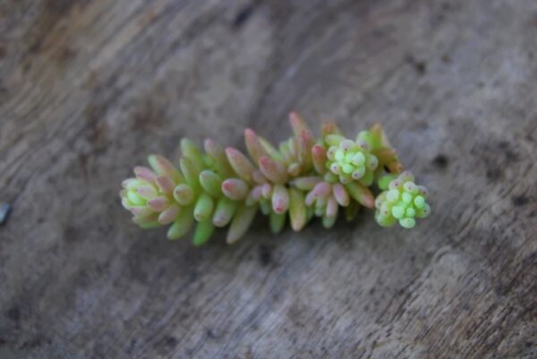 Sedum diffusum - immagine 3