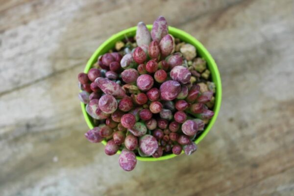 Adromischus clavifolius