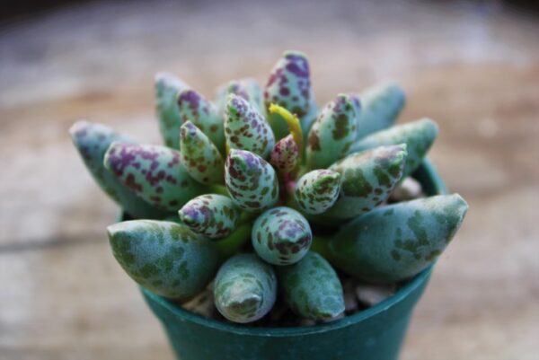 Adromischus festivus