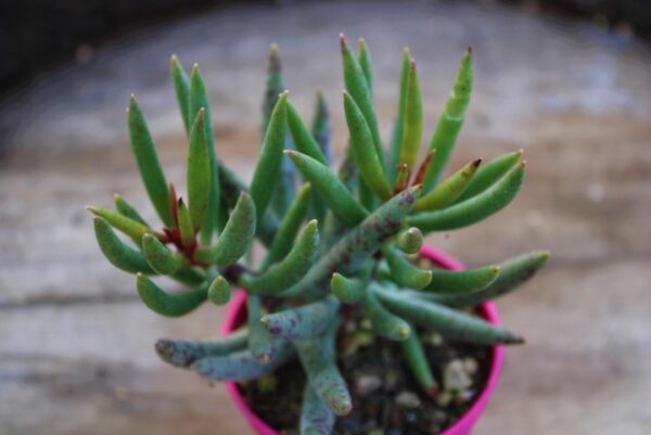 Adromischus filicaulis