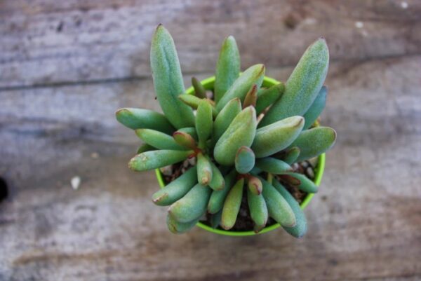 Adromischus marianae var. kubusensis - immagine 2
