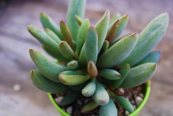 Adromischus marianae var. kubusensis