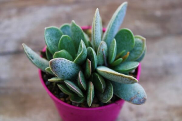 Adromischus schuldtianus 'Silver'